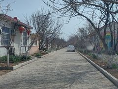 -莱阳濯村樱花园