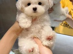 -萌宠之家·腊肠犬·马尔泰·小体犬舍