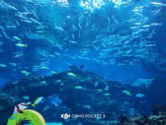 -海合安成都极地海洋公园