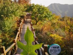-大岭沟猕猴桃谷风景区