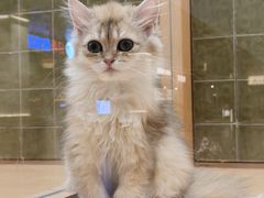 -帕帕拉兹宠物(亚洲旗舰店)