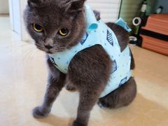-纳吉亚猫专科动物诊疗中心(蒋宅口分院)