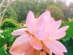 -上海共青森林公园