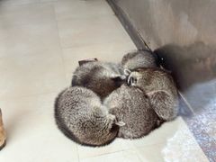 -大连森林动物园