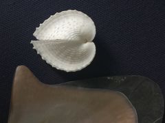 -上海海洋大学鱼文化博物馆(军工路校区)