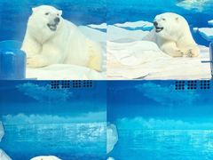 -海合安天津极地海洋公园