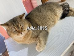 -喵屿·大理花园猫咖