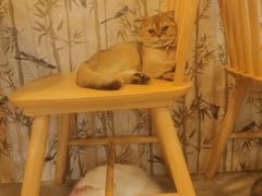 -楼上猫咖(罗湖店)