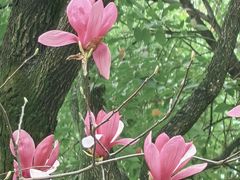 -重庆市江北嘴中央商务区中央公园