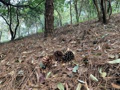 -黄埔油麻山森林公园