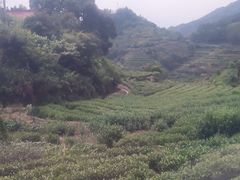 -杨家堂村