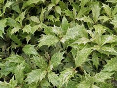 -白塘生态植物园