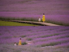 -紫颐香薰山谷景区