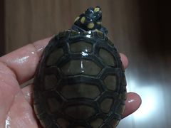 -华声天桥民俗文化园
