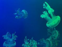 -福州罗源湾海洋世界旅游区