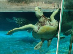 -海合安成都极地海洋公园
