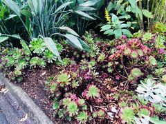 -墨尔本皇家植物园
