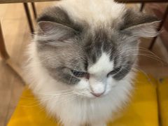 -Let's go狗咖·猫咖·奶狗·桌游(春熙路IFS店)