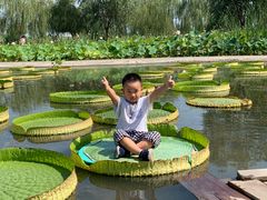 -白洋淀景区
