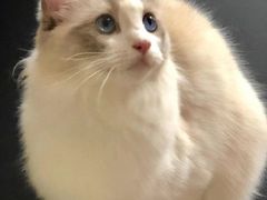 -糯米喵星人总部直营旗舰店·猫舍·幼猫出售