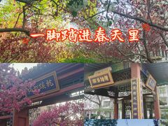 -桃花堤公园