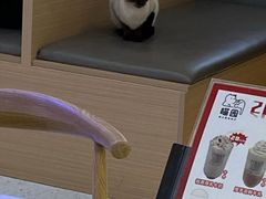 -喵园·猫主题咖啡厅·撸猫·猫咖(国贸店)