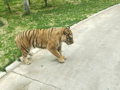 -北京野生动物园