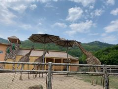 -青岛森林野生动物世界