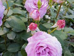-上海鲜花港