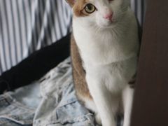 -创凡宠物医院·骨专科  猫科中心(西乡分院)