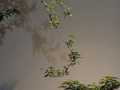 -植觉