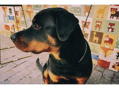 -喵屿·大理花园猫咖