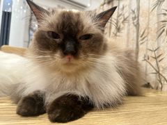 -楼上猫咖(罗湖店)
