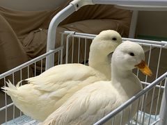 -怪兽屋·羊驼·猫咖·狗咖(俊华广场店)