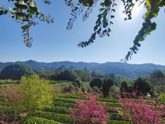 -雁南飞茶田景区