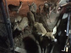 -清迈夜间动物园
