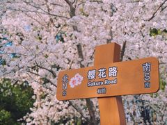 -顾村公园