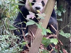 -都江堰中华大熊猫苑