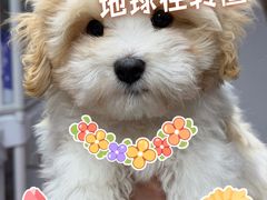 -翊宠yipet猫狗购宠庄园犬舍•猫舍