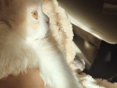 -艾贝尔宠物医院·宠保定点·超声绝育·免疫点(樱花路店)