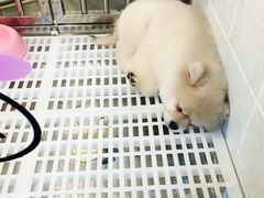 -1013 PET SHOP 宠物商店(近铁城市广场店)
