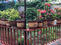 -马白开来特色羊排揪片子  (总店)