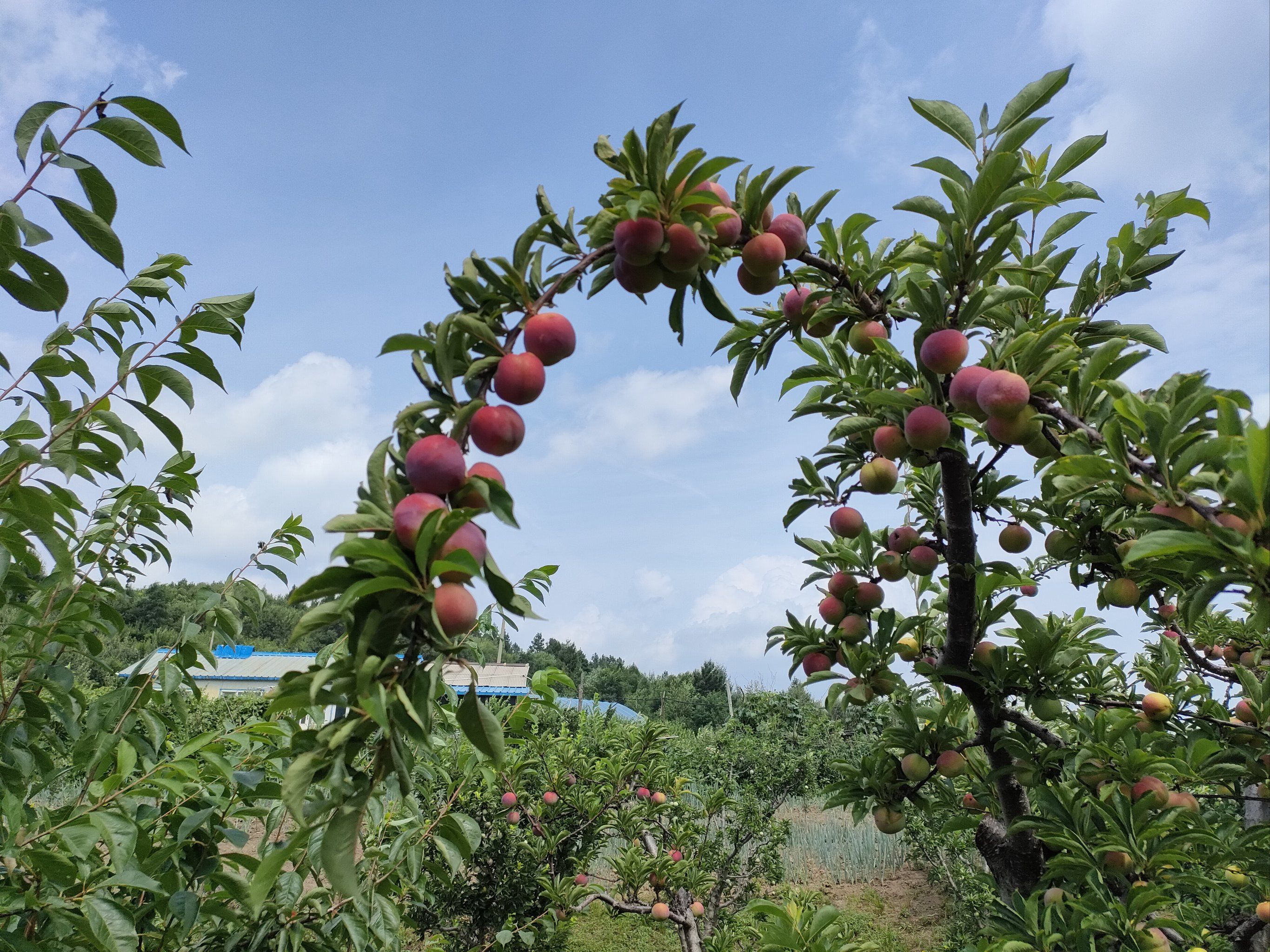 明媚果园采摘乐