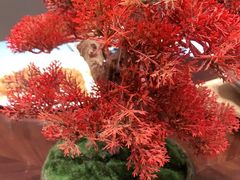 -粤江春·早茶·潮粤菜·宴会(罗湖宝能中心店)