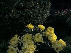 -杭州植物园