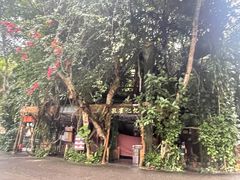 -西双版纳原始森林公园