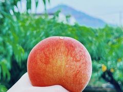 -老袁家蜜桃农场·阳山水蜜桃