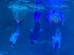 -石家庄海洋公园