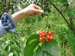 -樱桃山旅游景区