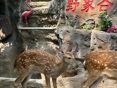 -野象谷景区